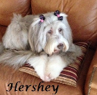 Hershey Lustig 2003-2015